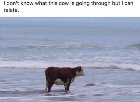 cow at sea